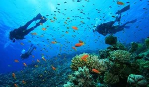 PUERTO GALERA Diving